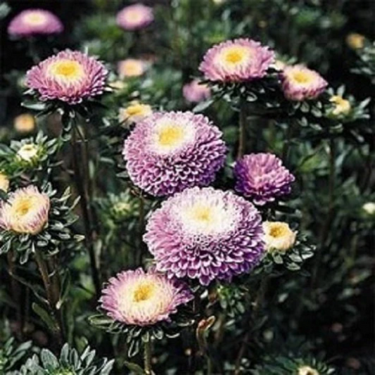 Aster Seeds 100 Pompon Light Blue Flower Seeds