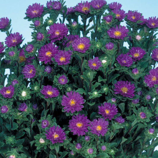 Aster Seeds Serenade Blue 50 Seeds Cut Flower Seeds