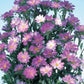 Aster Serenade Blue And White 50 Seeds Cut Flower Seeds
