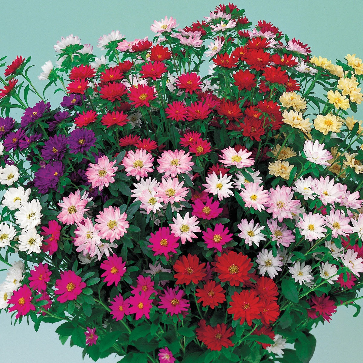 Aster Seeds Serenade Mix 50 Seeds Cut Flower Seeds