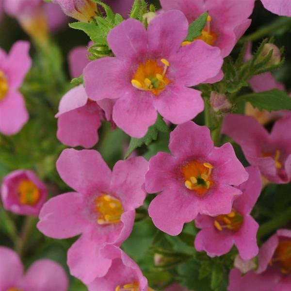 Multi Pelleted Bacopa Seeds Pink Bacopa 15 thru 100 Seeds