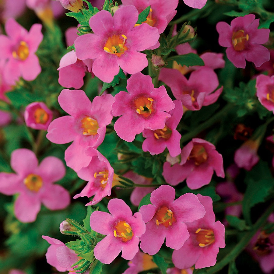 Multi Pelleted Bacopa Seeds Pink Bacopa 15 thru 100 Seeds