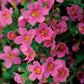 Bacopa Seeds Pink Bacopa 25 Multi Pelleted