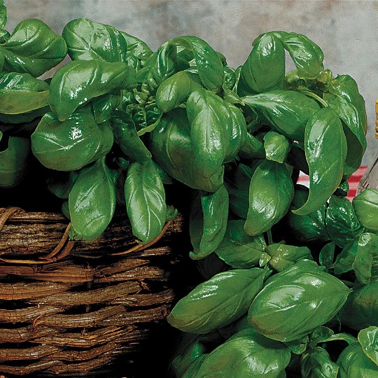 Herbal Seeds for Sale | Italian Large Leaf Basil Seeds for Planting ...