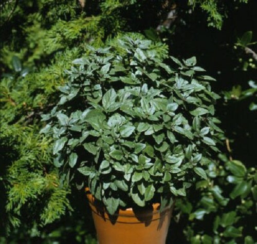 Basil Seeds 50 Basil Patio Key Lime Herb Seeds Ornamental Basil ...