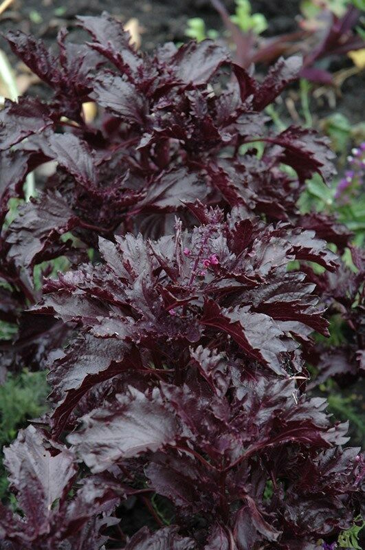 Basil Seeds Purple Ruffles Herb Seeds 1,000 Seeds