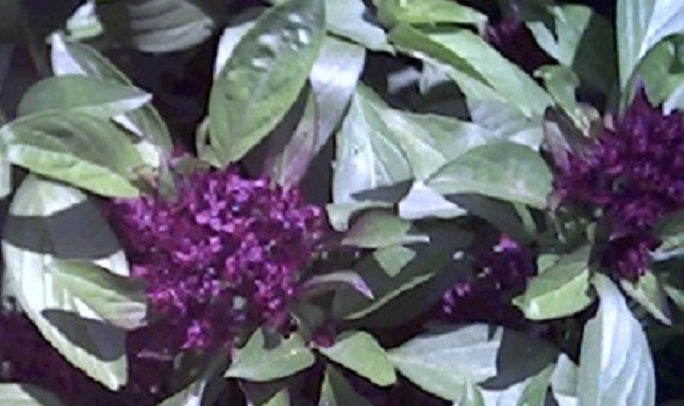 250 Basil Seeds | Siam Queen | Herb Seeds Spicy Basil – trailingpetunia.com