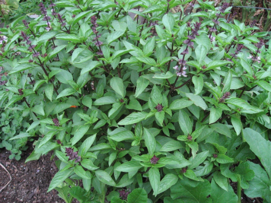 Thai Basil Seeds 250 thru 5,000 Seeds Heirloom Seeds Herb Seeds ...