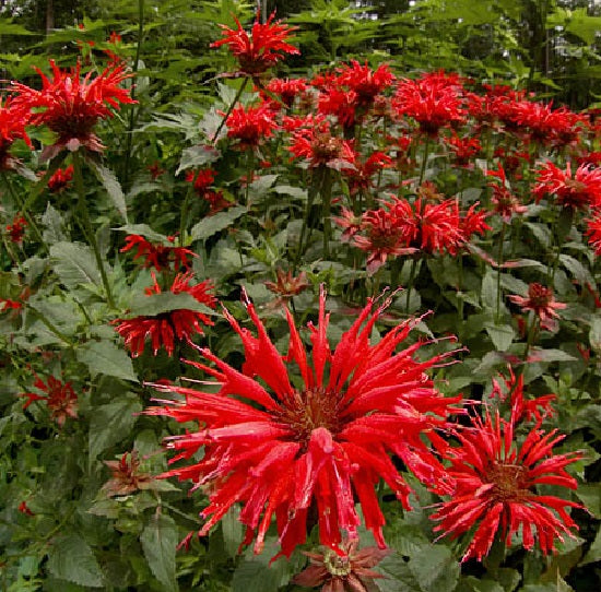 A Great Perennial Seed Bee Balm Monarda Panorama Red Shades 25 thru 500 seeds