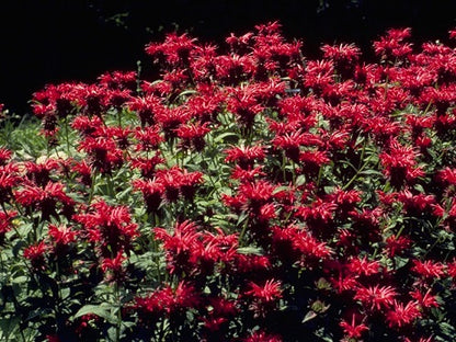 A Great Perennial Seed Bee Balm Monarda Panorama Red Shades 25 thru 500 seeds