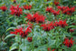 50 Perennial Seed Bee Balm Seeds Monarda Panorama Red Shades