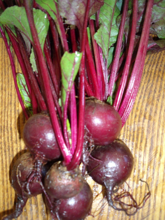 Garden Seeds Early Wonder Beet Seeds 250 thru 5,000 Bulk Seeds