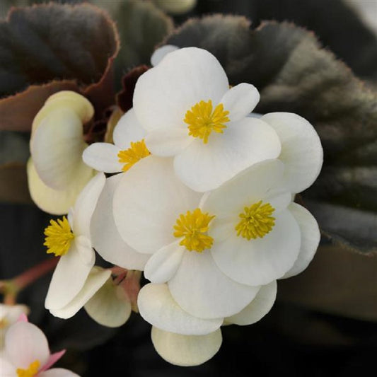 Begonia Seeds Babywing White Bronze Leaf 15 Pelleted Seeds