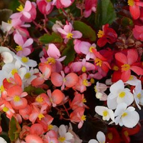 Begonia Seeds Babywing Mix 15 Pelleted Seeds
