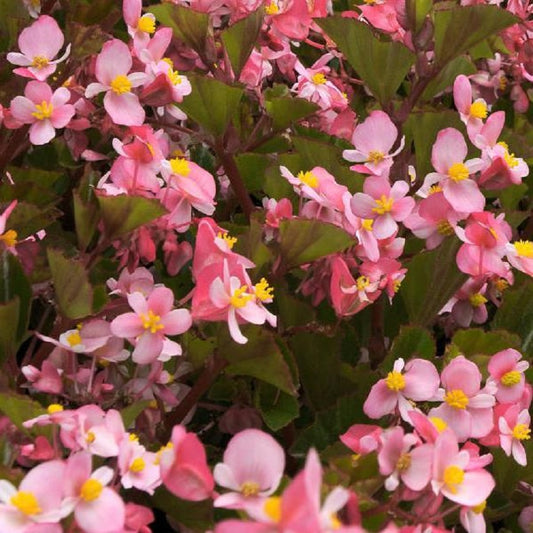 Begonia Seeds Babywing Pink 15 Pelleted Seeds