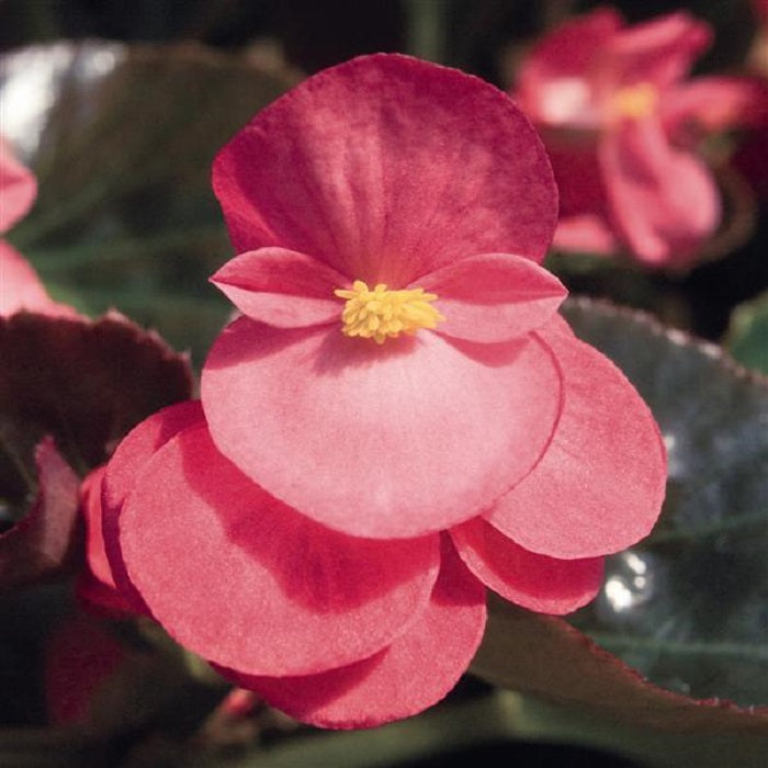 Big Begonia Rose Bronze Leaf 15 Pelleted Seeds Begonia Seeds