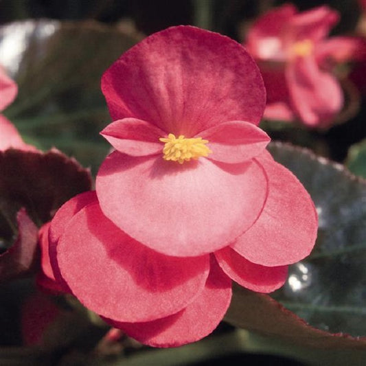 Big Begonia Rose Bronze Leaf 15 Pelleted Seeds Begonia Seeds