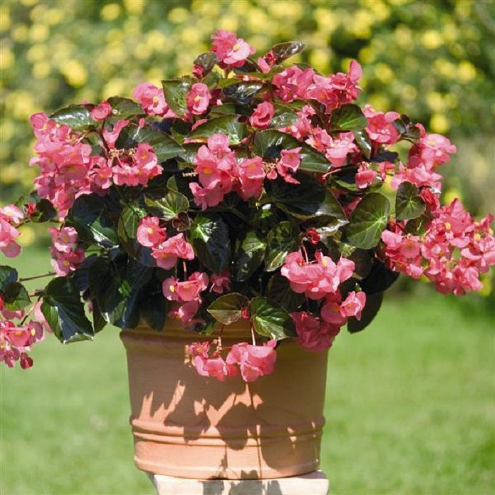 Big Begonia Rose Bronze Leaf 15 Pelleted Seeds Begonia Seeds