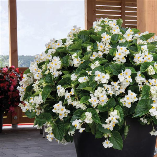 Big Begonia White Green Leaf 15 Pelleted Seeds Begonia Seeds