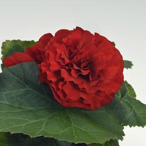 Begonia Seeds Bliss Scarlet 15 Pelleted Seeds Tuberous Begonia