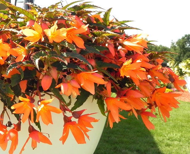 Begonia Seeds 15 Pelleted Seeds Begonia Bossa Nova Orange