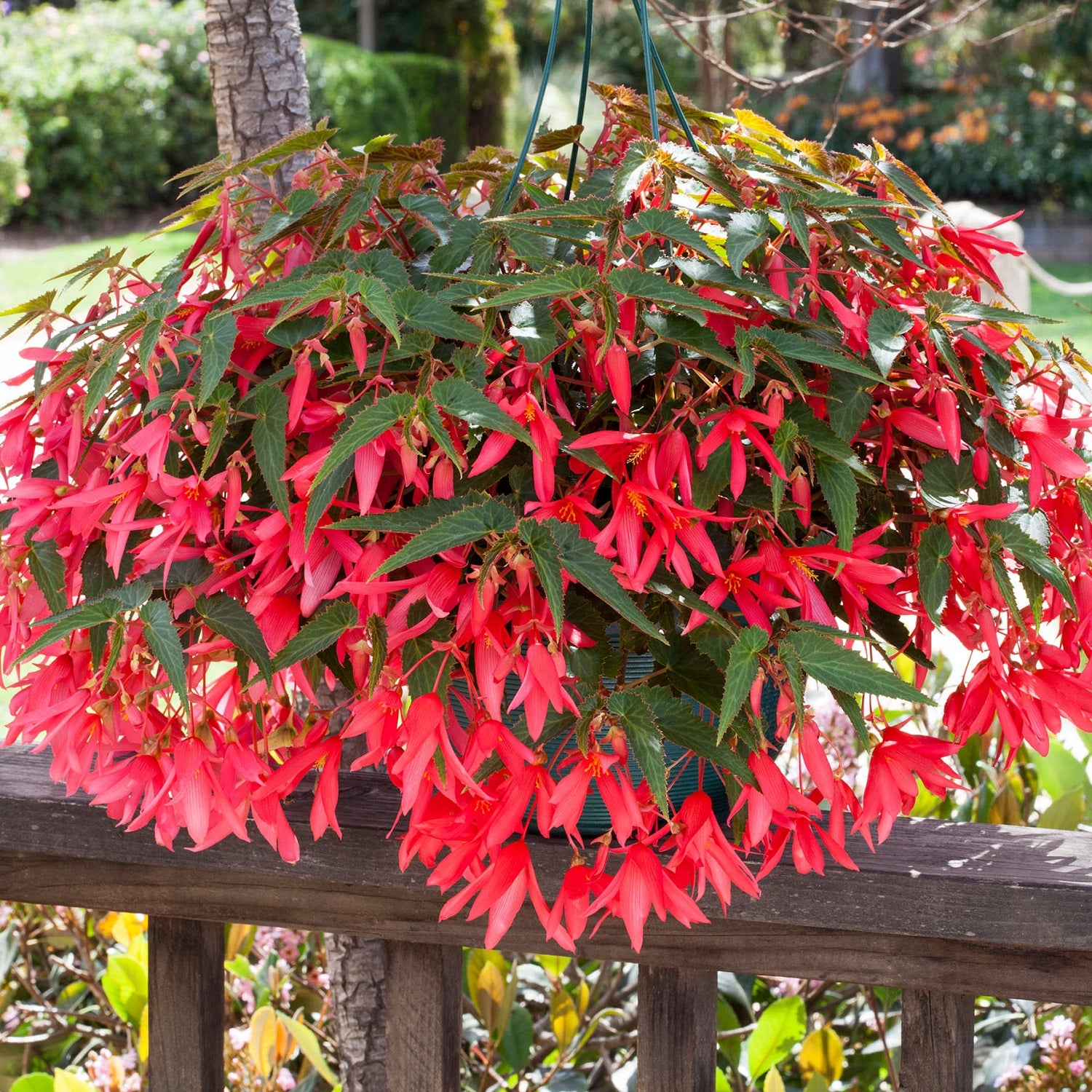 Bossa Nova Pink Glow Begonia Seeds 15 thru 100 Pelleted Seeds