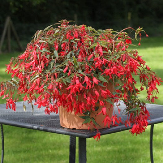 Bossa Nova Red Begonia Seeds 15 thru 100 Pelleted Seeds