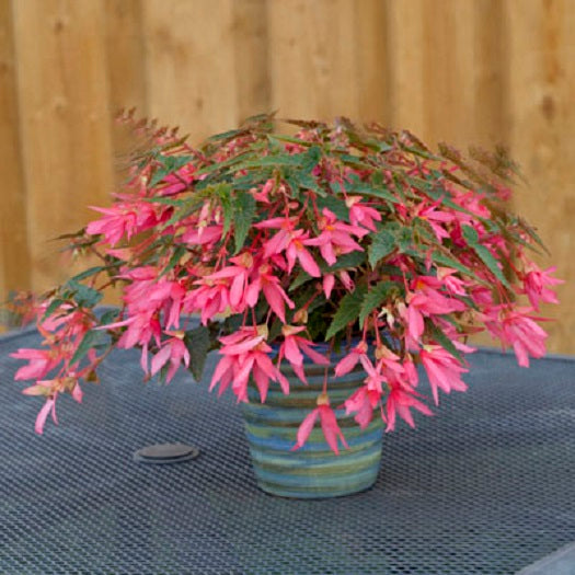 Begonia Seeds 15 Pelleted Seeds Begonia Bossa Nova Rose