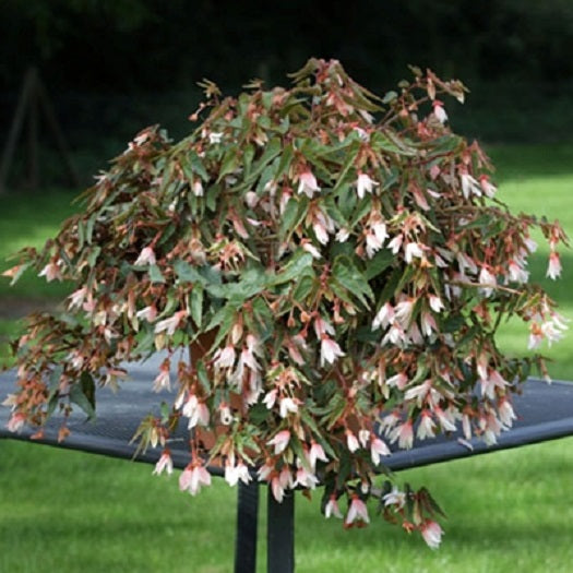Begonia Seeds 15 Pelleted Seeds Begonia Bossa Nova White