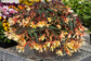 Begonia Seeds 15 Pelleted Seeds Begonia Bossa Nova Yellow