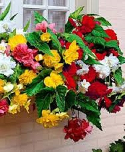 Cascade Beauty Mix Begonia Seeds 15 Pelleted Seeds