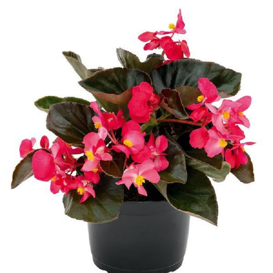 Big Begonia Deep Rose Bronze Leaf 15 Pelleted Seeds Begonia Seeds