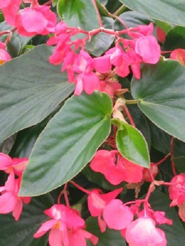 Dragon Wing Pink Begonia Seeds 25 Pelleted Seed