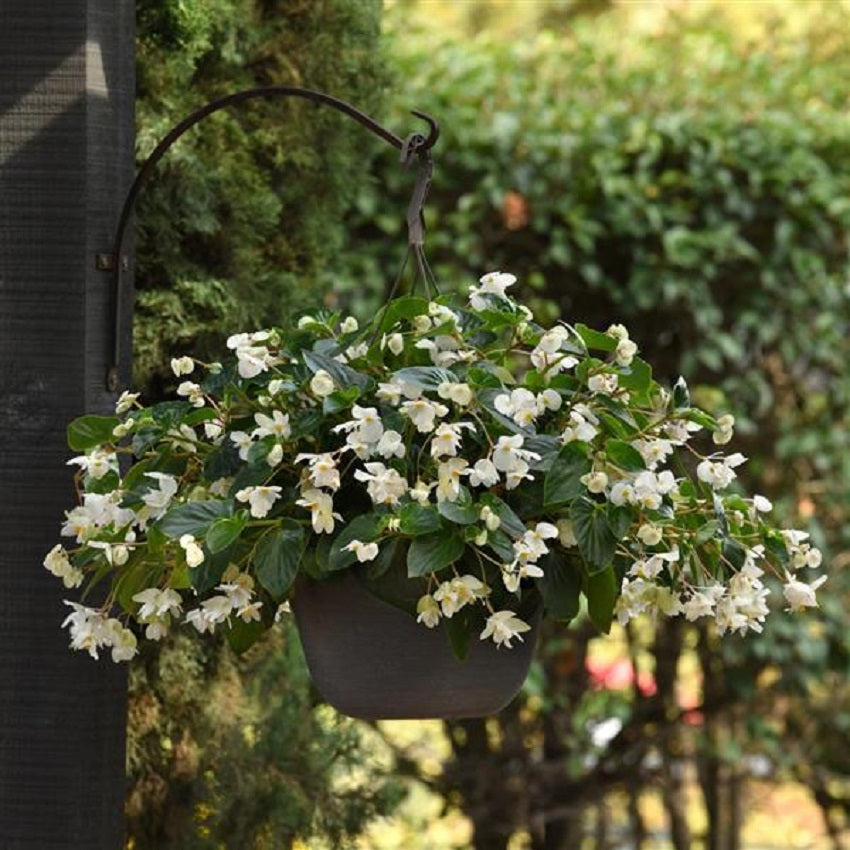 Begonia Seeds Dragon Wing White 25 Pelleted Seeds