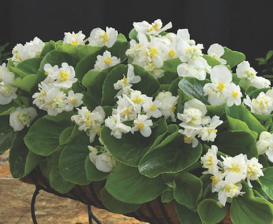 Begonia Seeds Begonias Fiona White 25 Pelleted Seeds