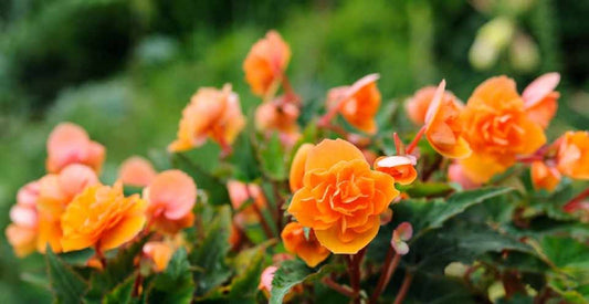 Begonia Seeds Fortune Apricot Orange Flower Seeds 15 thru 500 Pelleted Seeds