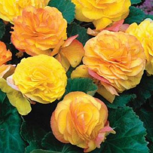 Flower Seeds Begonia Fortune Golden Red Back 15 thru 500 Pelleted Seeds