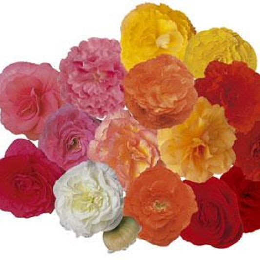 Begonia Seeds Fortune Mix Flower Seeds 15 thru 500 Pelleted Seeds