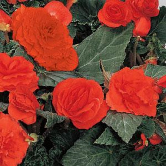 Flower Seeds Begonia Fortune Orange Shades 15 thru 500 Pelleted Seeds