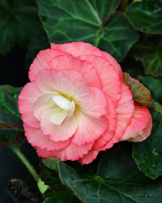 Bulk Flower Seeds Begonia Fortune Salmon Rose 15 thru 500 Pelleted Begonia Seeds