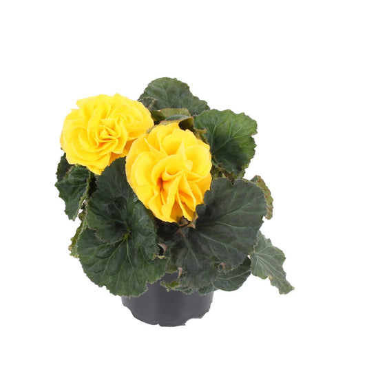 Bulk Flower Seeds Begonia Fortune Yellow 15 thru 500 Pelleted Begonia Seeds
