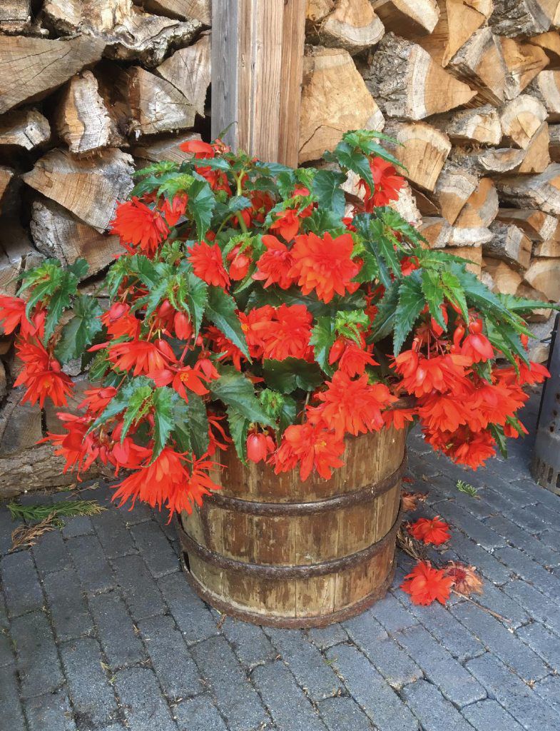 Begonia Seeds Funky Orange Semi Trailing Begonia 15 Pelleted Seeds