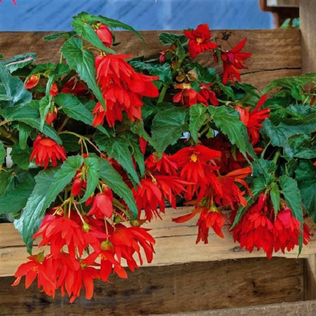 Begonia Seeds Funky Orange Semi Trailing Begonia 15 Pelleted Seeds