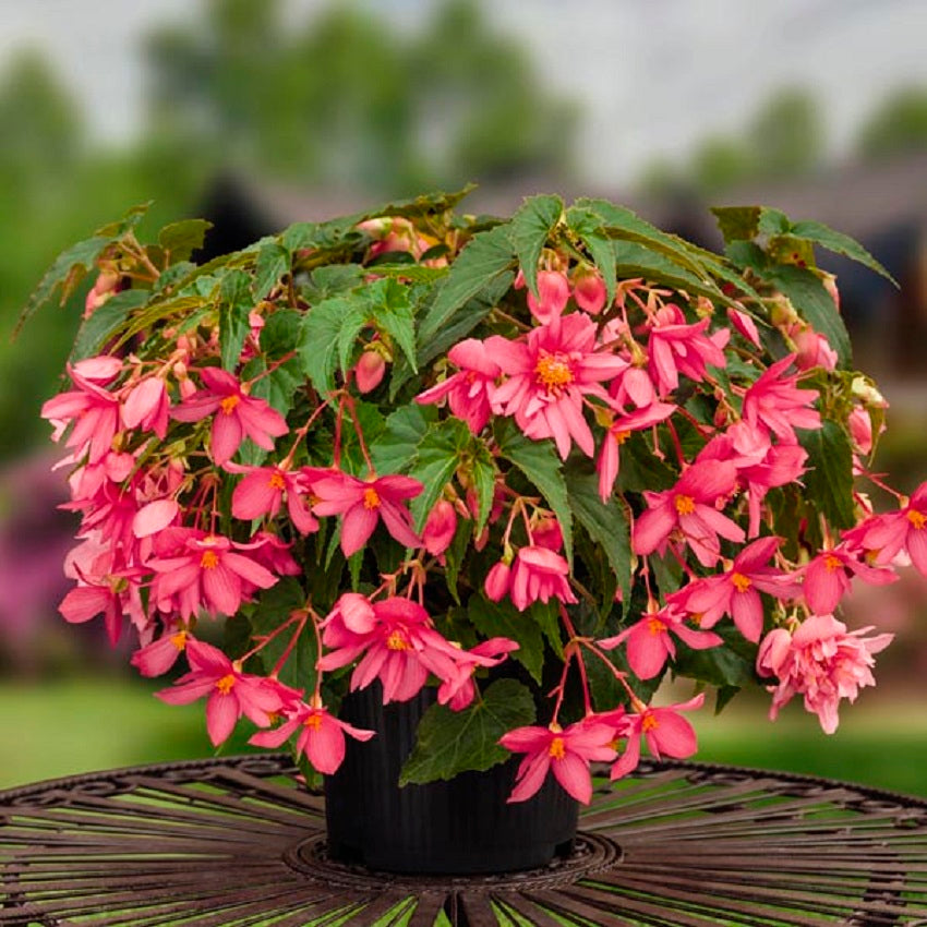 Begonia Seeds Funky Pink Semi Trailing Begonia 15 Pelleted Seeds
