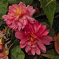 Begonia Seeds Funky Pink Semi Trailing Begonia 15 Pelleted Seeds