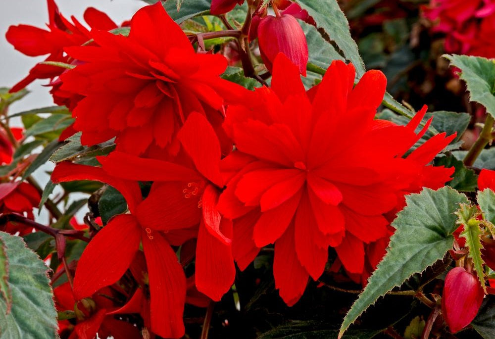 Begonia Seeds Funky Scarlet Semi Trailing Begonia 15 Pelleted Seeds
