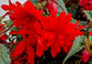 Begonia Seeds Funky Scarlet Semi Trailing Begonia 15 Pelleted Seeds