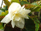 Begonia Seeds Funky White Semi Trailing Begonia 15 Pelleted Seeds