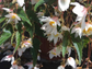 Begonia Seeds Funky White Semi Trailing Begonia 15 Pelleted Seeds
