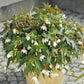 Funky White Begonia Seeds 15 thru 100 Seeds Great Trailing Begonia